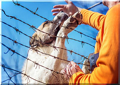 An Iranian soldier lost a leg while saving a dog