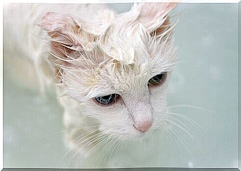 Angora cat hair care