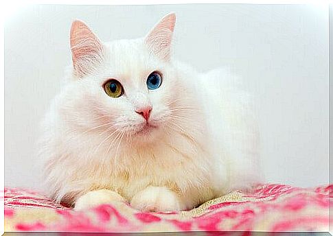 angora cat with eyes of different colors