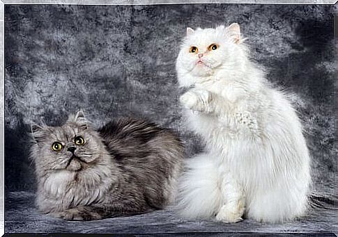 angora cat fur