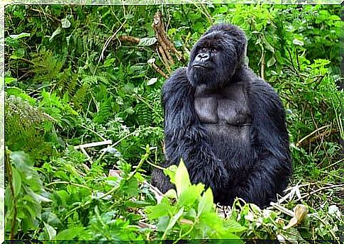 Animal mourning: the case of gorillas