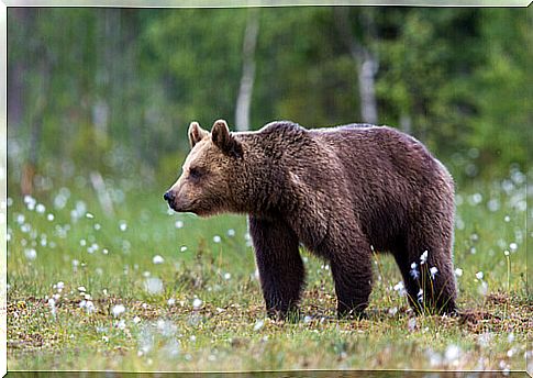 Brown bear