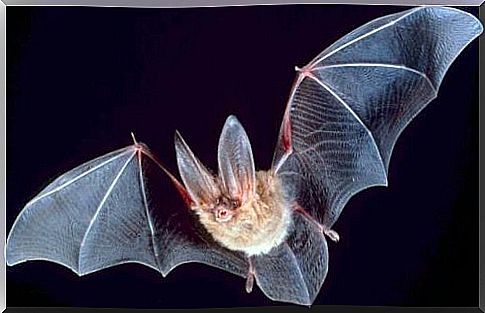 bat