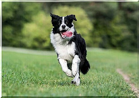 dog running in the field