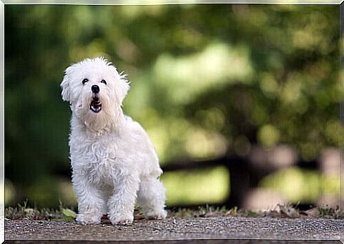 At what age do dogs start barking?