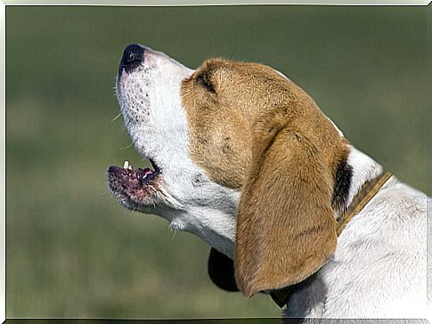 When do dogs start barking?