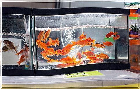 aquarium with goldfish