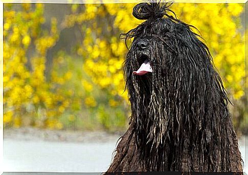 Bergamasco, a breed of dog from the Italian Alps