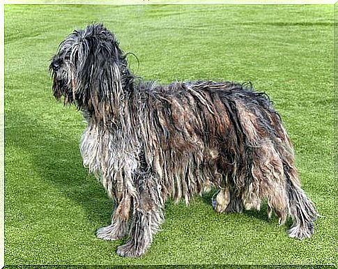 Bergamasco