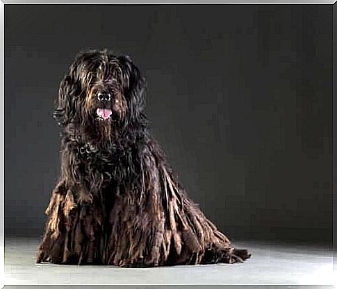 Bergamasco