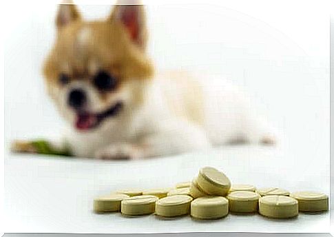 The best supplements for dog joints