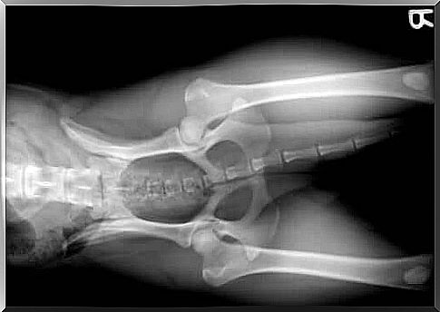 x-ray of a dog