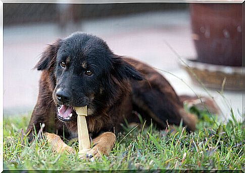 dog eating bone