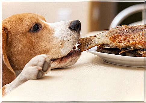 dog eating fish