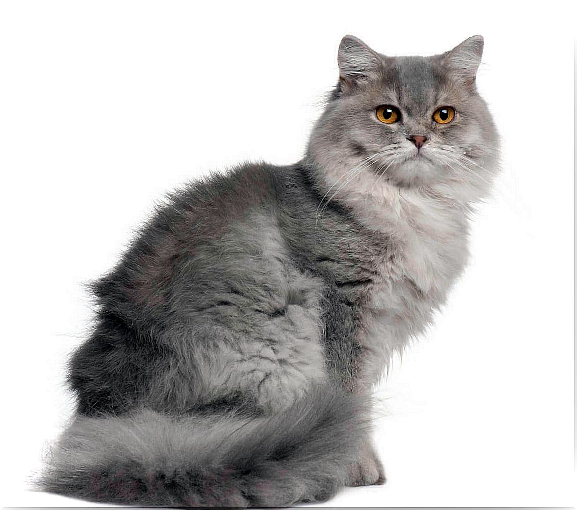 A longhaired English cat on a white background.