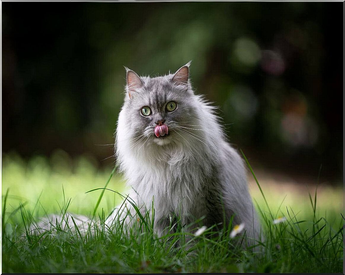 A british longhair sitting on the grass.