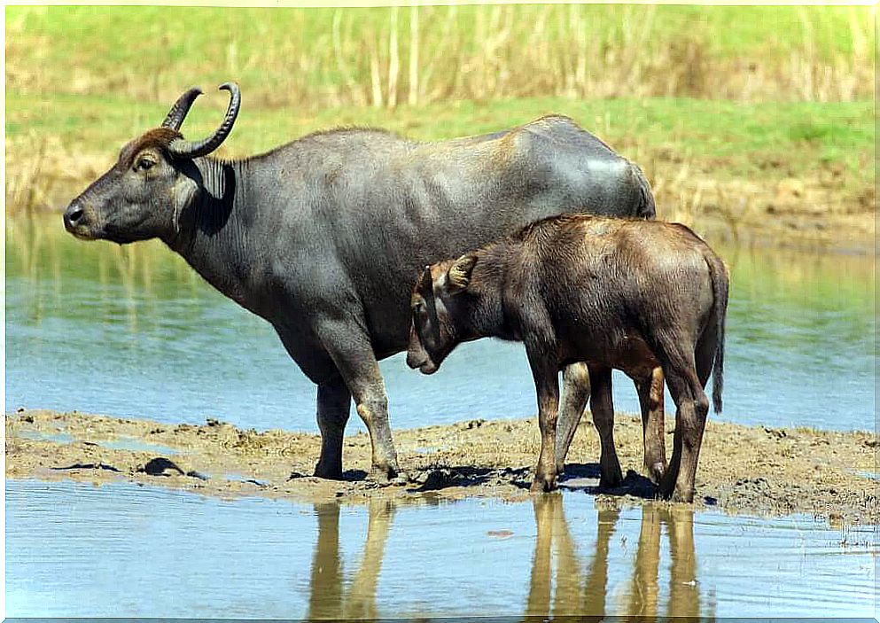 Buffaloes and livestock: a new symbiosis