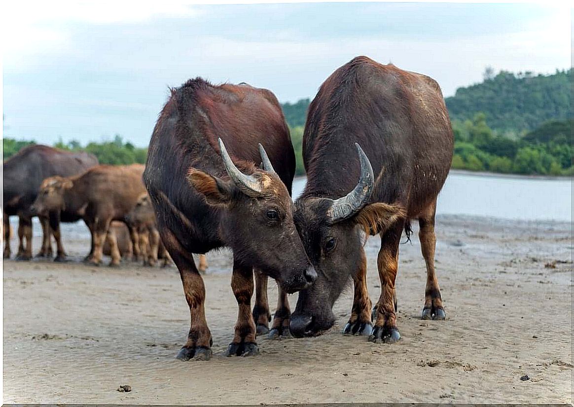 Buffaloes and livestock: a new symbiosis