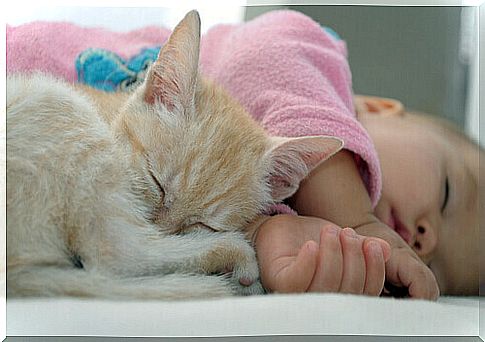 Can cats calm a baby's cry?