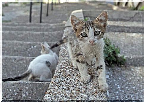 Can I get a fine for feeding stray cats?