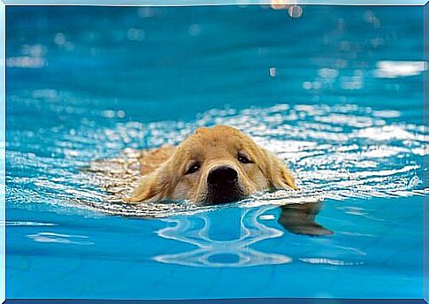 Can puppies bathe in a pool?