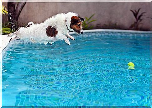 Dog jumping into pool to catch ball