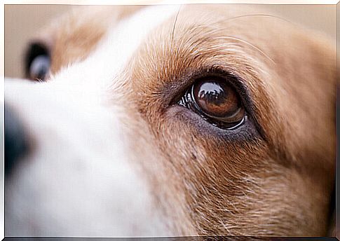 Canine ocular thelaziosis: causes, symptoms and treatment