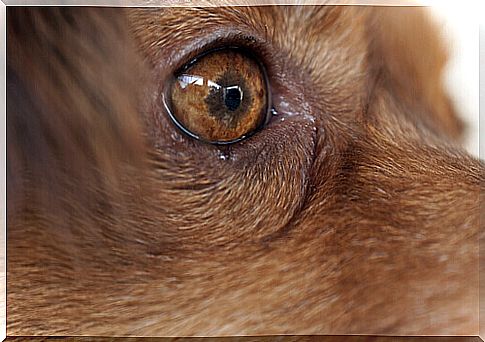 canine ocular thelaziosis symptoms