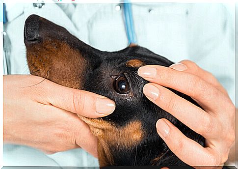 Veterinarian examining a dog's eyes