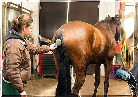 horse brushing