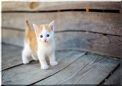 Caring for a Newborn Orphan Cat