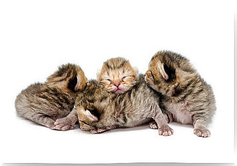 Newborn cats