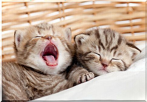 kitten yawning