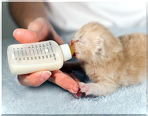 Orphan kitten drinking milk from a bottle