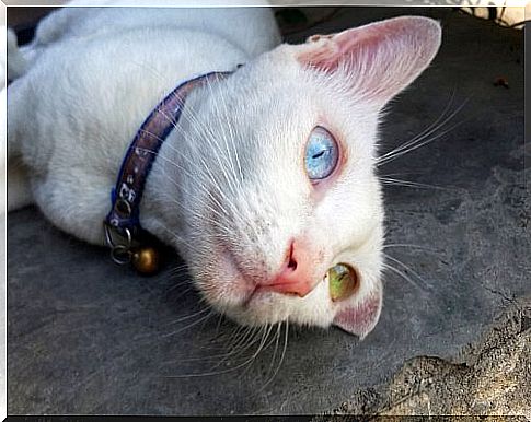 Khao Manee cat, with one eye of each color