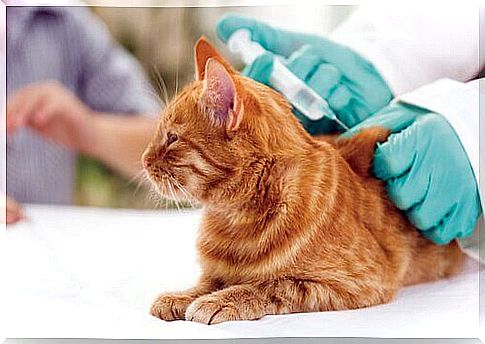 Cat Vaccines: Everything You Need to Know