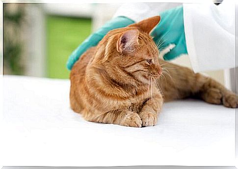 cat at the veterinarian