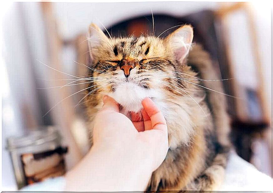 cat receiving affection