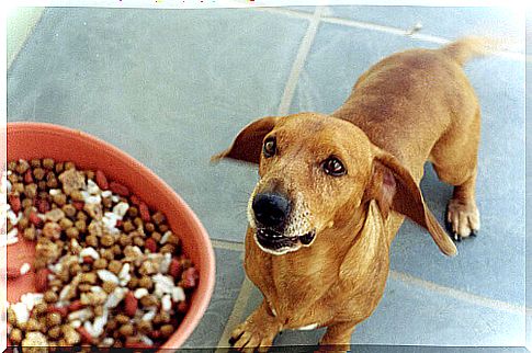 dog waiting for feed