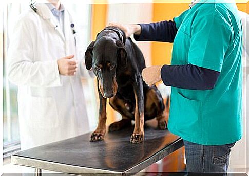 Chemotherapy treatments in dogs