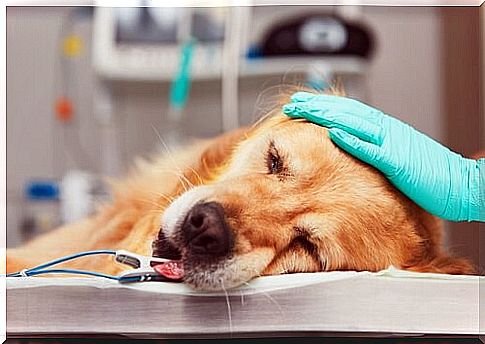 dog during chemotherapy