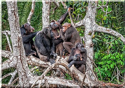 Group of chimpanzees in tree