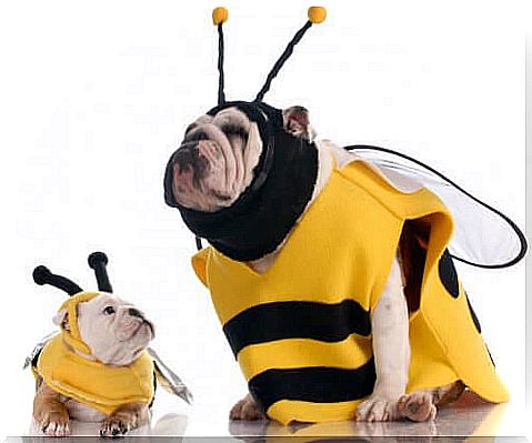 Choosing a costume for your dog, some tips!