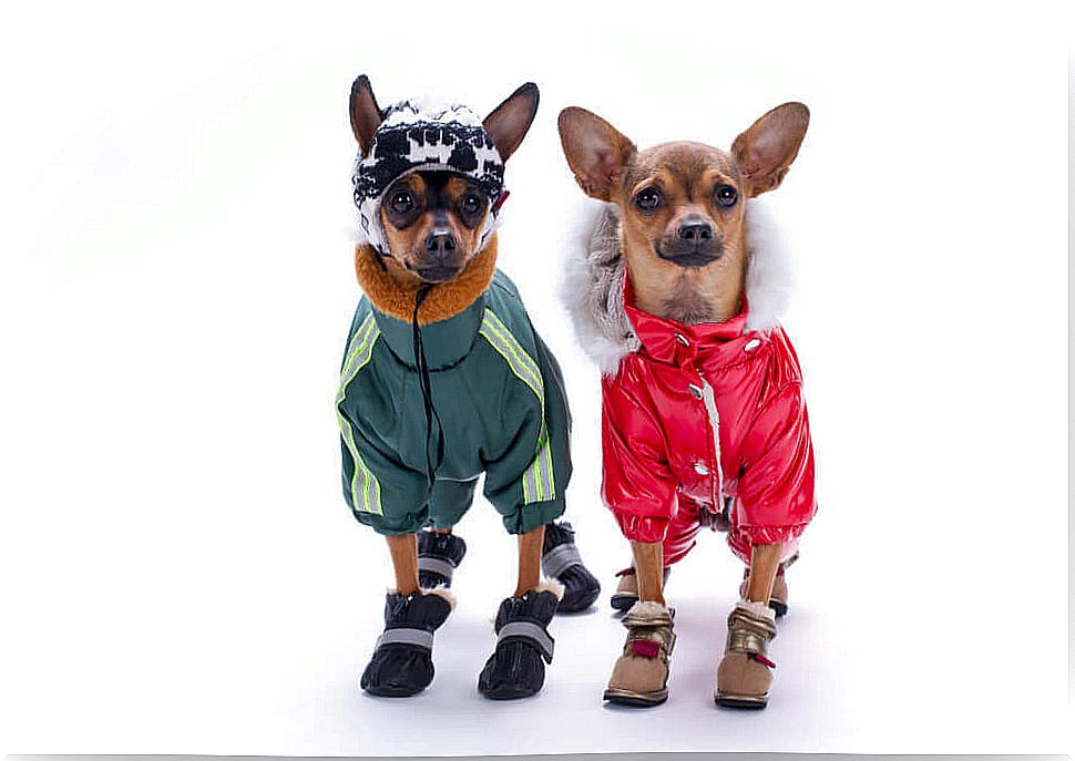 dogs in cold clothes