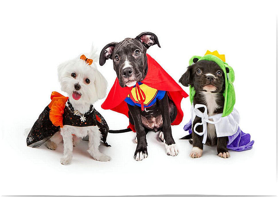 dogs with costumes