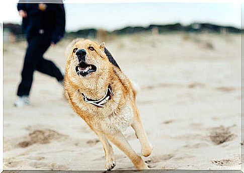 Cão correndo