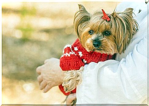 Yorkshire in a red sweater and bow