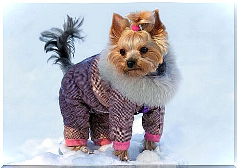 snow coat yorkshire