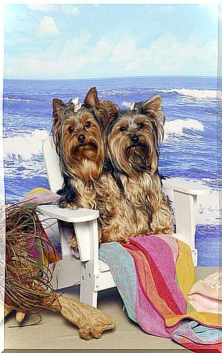 Yorkshire dogs on the beach