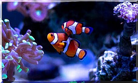 Taking care of clownfish is simple.